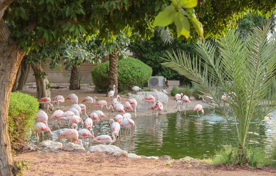 flamingoes in mangrove national park abu dhabi