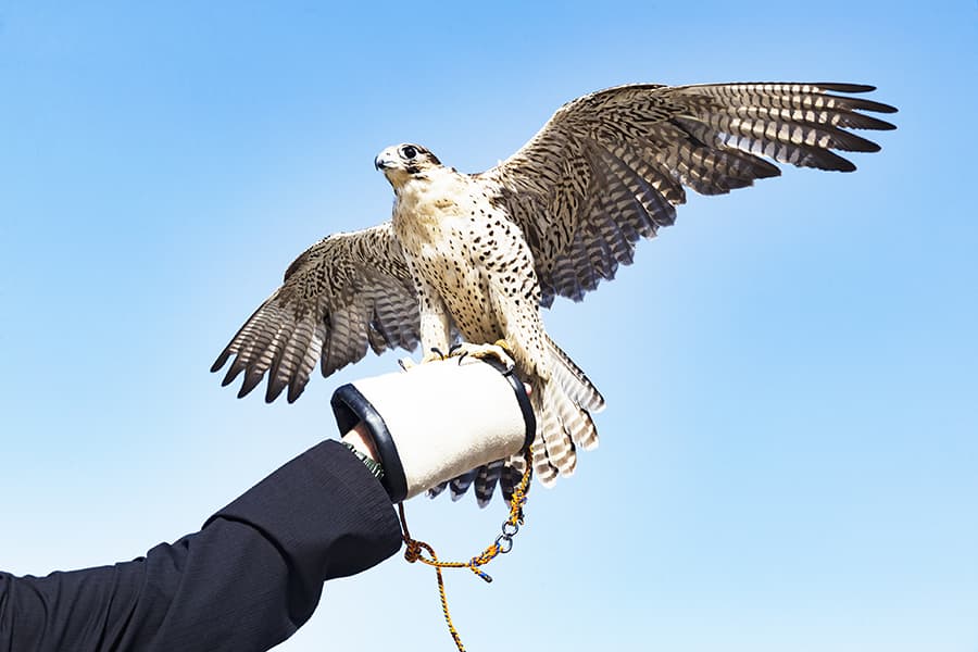 falcon on arm in abu dhabi