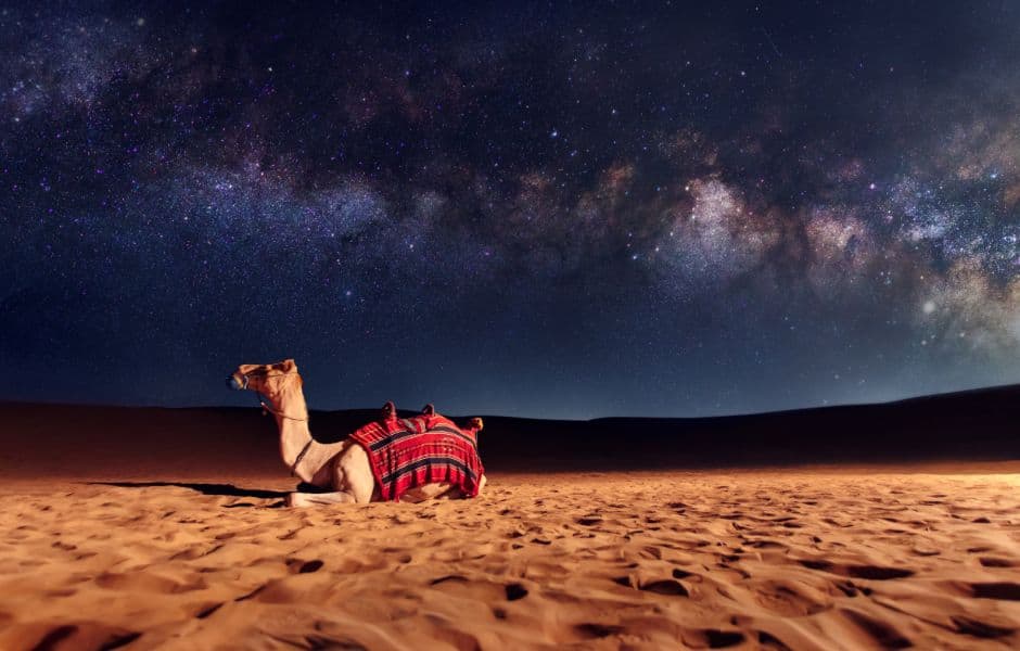 camel resting in desert under starry night sky