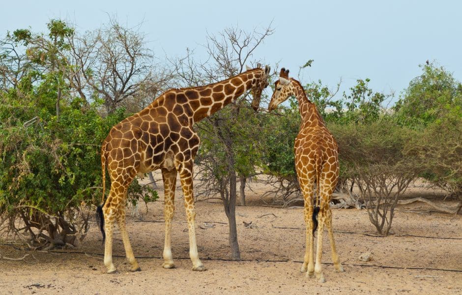 two giraffe in abu dhabi