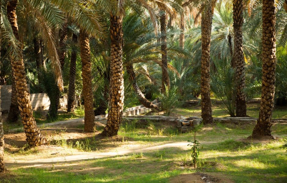 oasis and palm trees al ain