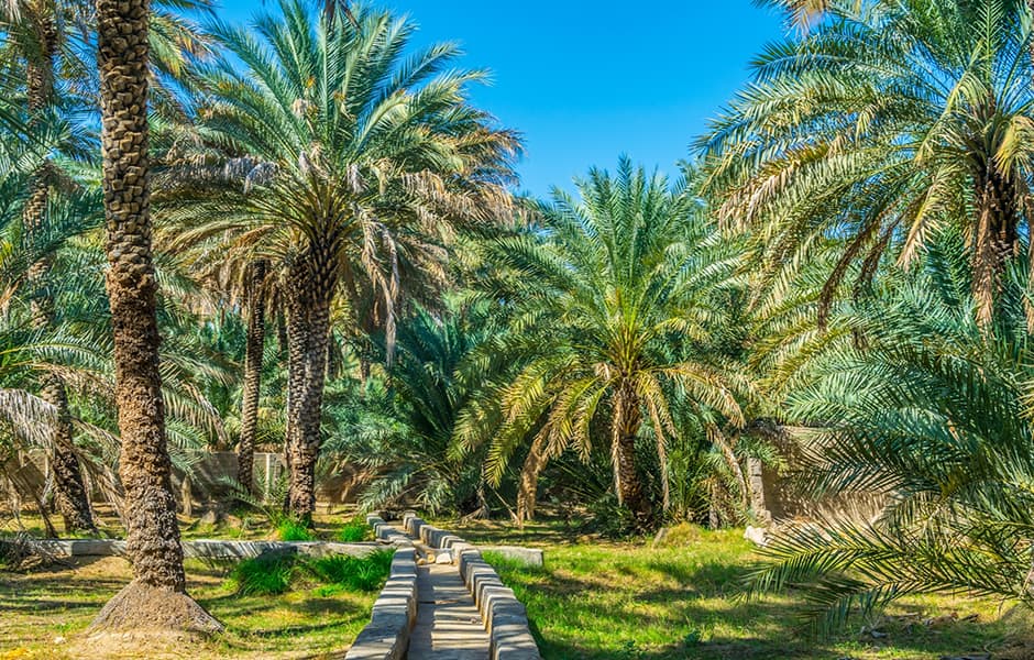 palm trees at al ain oasis abu dhabi uae