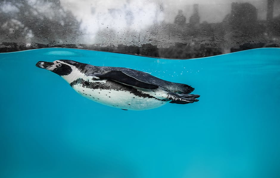 penguin swimming at london zoo uk