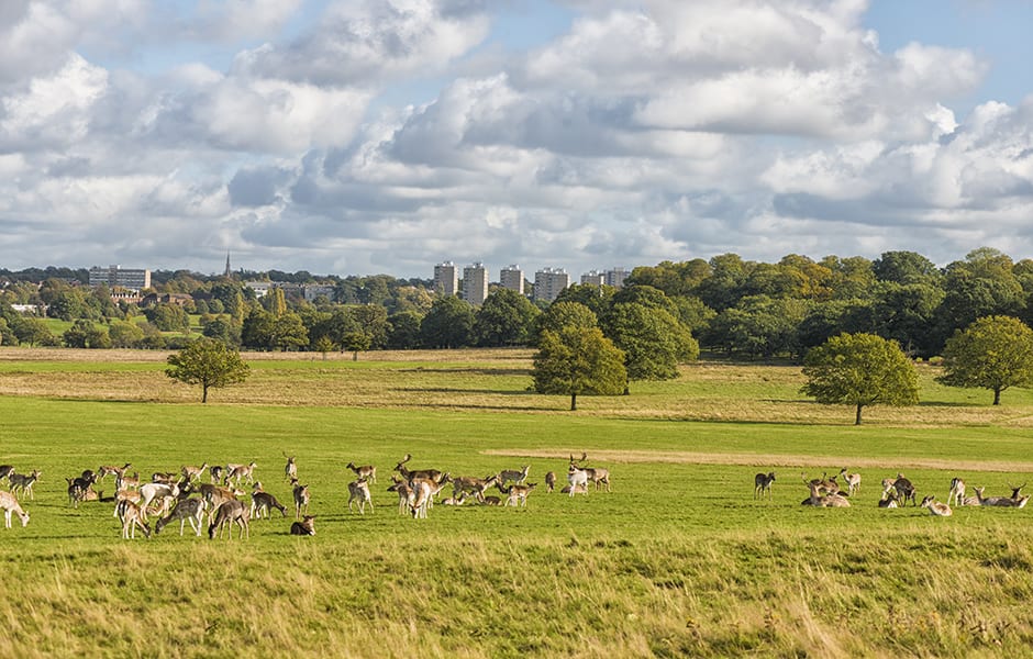 richmond park london