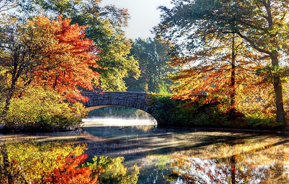 autumn leaves in boston park