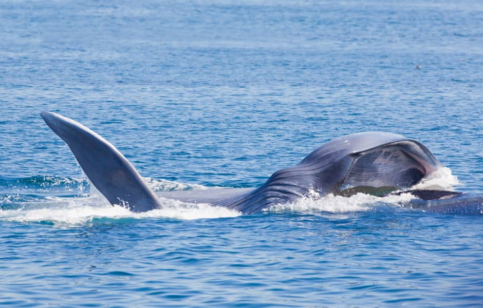 blue whale feeding in california