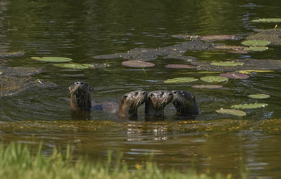 otters and pups in river florida orlando