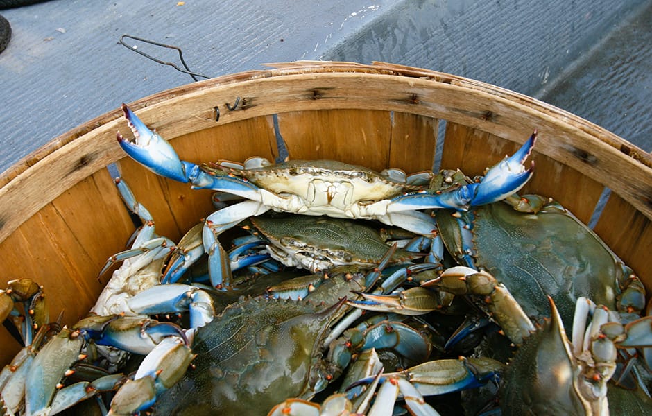 marylands famous blue crabs in the usa