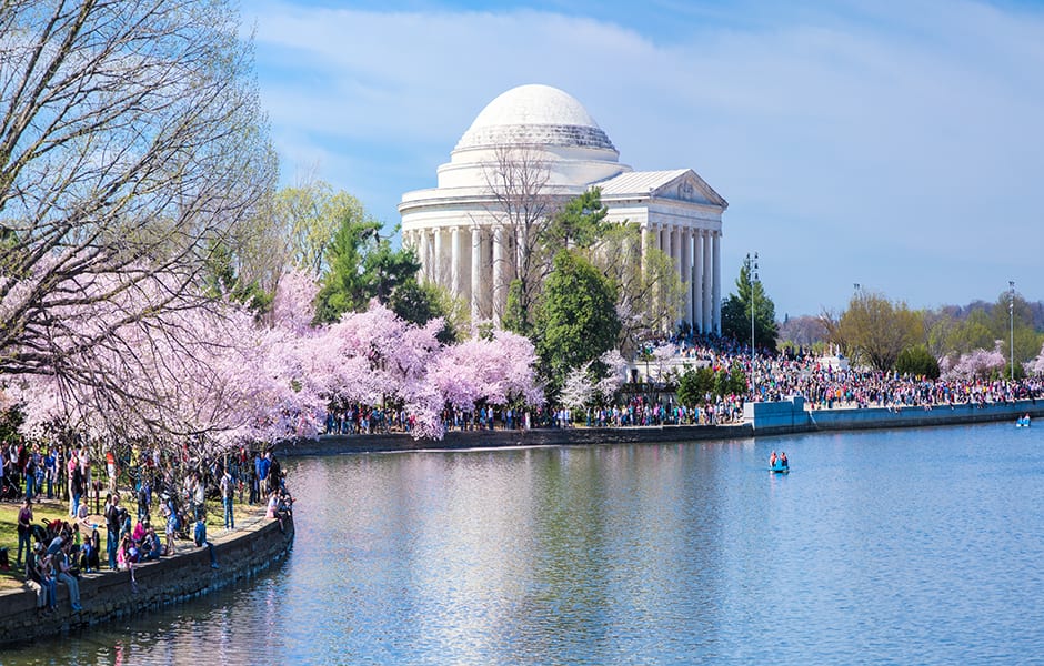 jefferson memorial cherry blossoms washington